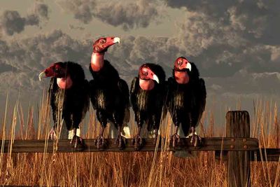 Committee of Vultures