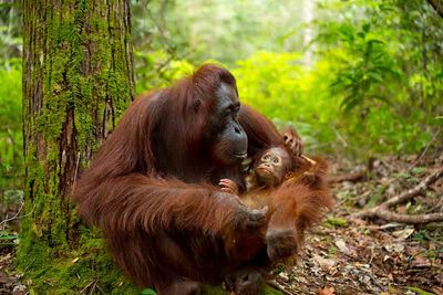 mother and baby orangutans indonesia