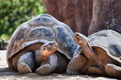 creep of galapagos tortoises