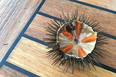 sea urchin blue deer boat