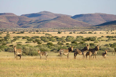 Damaraland Safari Namibia