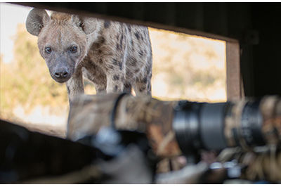 Botswana Photographic Hide