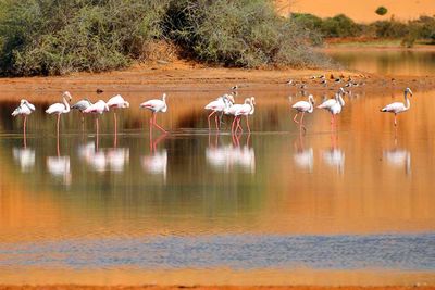 flamingo lake iriqui