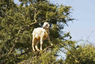Goat in Argan Tree