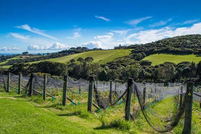 New Zealand Vineyard