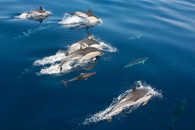 The Azores Dolphins