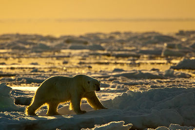 Polar Bear Svalbard Norway