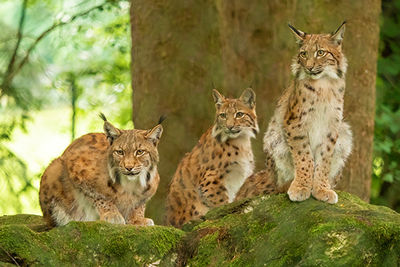Lynx in Transylvania