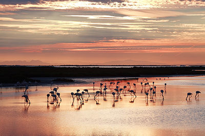 Flamingos South Of France