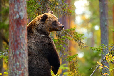 Brown Bear Northern Spain