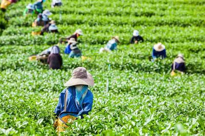 Tea Leaf Picking in Sri Lanka