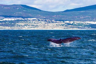 Whale of South Africa coast