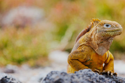 Galapagos Lizard