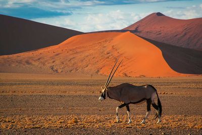 Namibia Desert