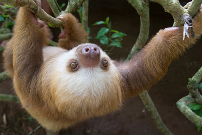 Costa Rica Sloths
