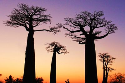 Baobab Trees in Madagascar