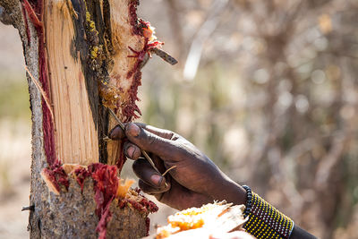 Honey foraging Tanzania