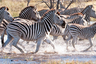 Makgadikgadi Botswana