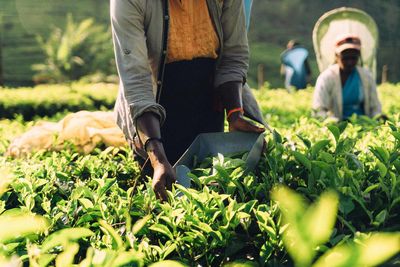 women picking tea sri lanka