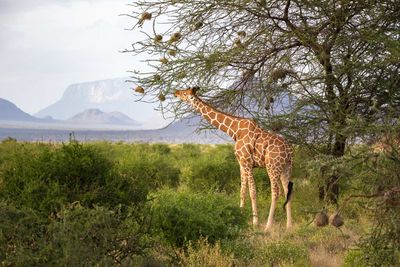 Giraffe