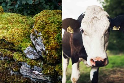 moss cow combo