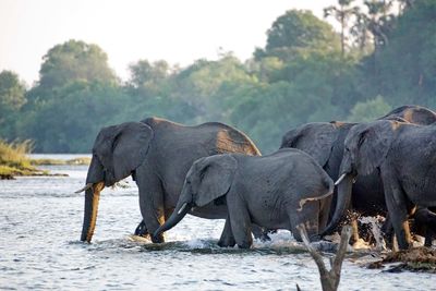 elephants crossing zambezi zimbabwe