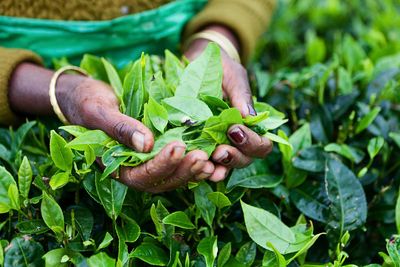 tea picker sri lanka