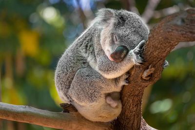 koala australia