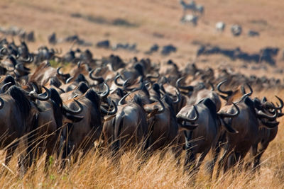 Great Migration