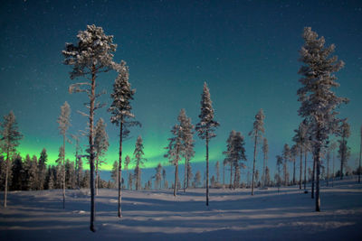Northern Lights