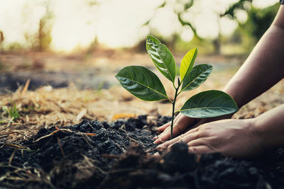 planting trees