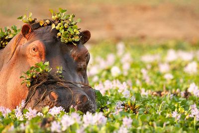 hippo in the zambezi