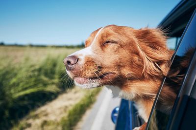 dog car window