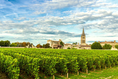 Bordeaux vineyard