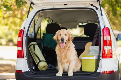 dog car boot