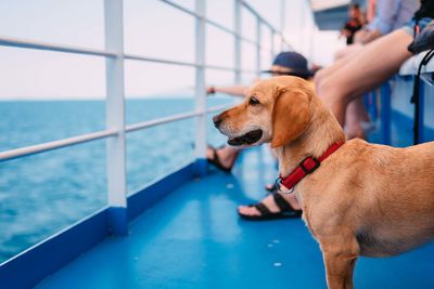 dog on a ferry