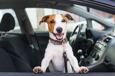 dog in a car