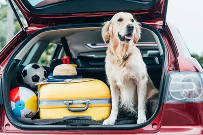dog in a car boot