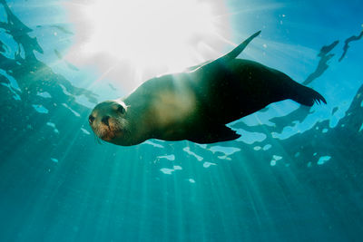 sea lion galapagos