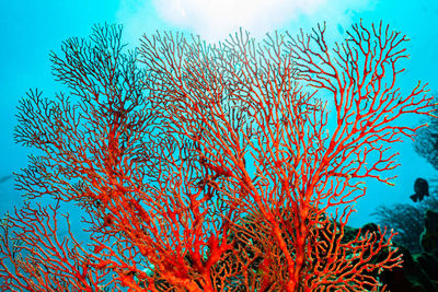coral indonesia