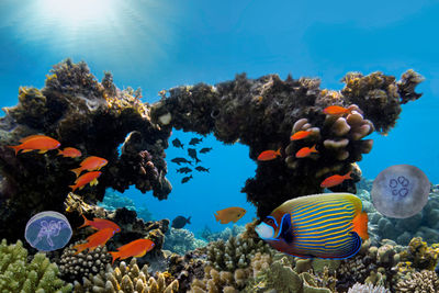 fish coral red sea