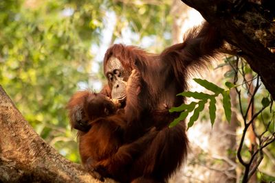 orangutan mother and baby