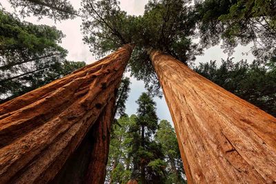 redwood trees