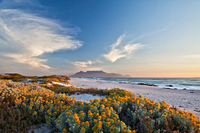 table mountain cape town