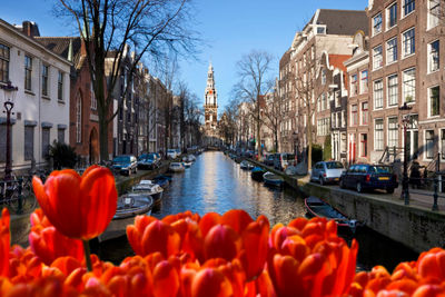 Amsterdam canal and tulips