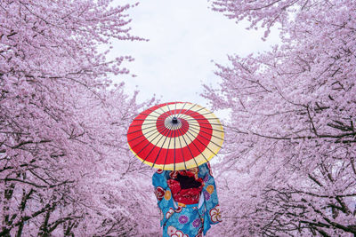 Woman in traditional clothes with cherry blossom, Japan
