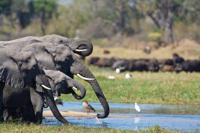 elephants and the waterhole