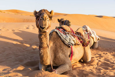 camel desert