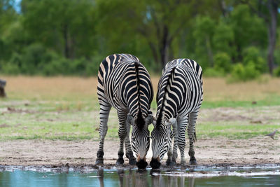 zebras hwange zimbabwe
