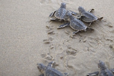 green_turtles_oman